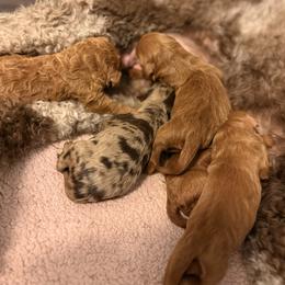 Goldendoodle puppies from Dose of Doodles