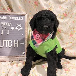 Goldendoodle and Poodle Puppies from Funny Farm Doodles