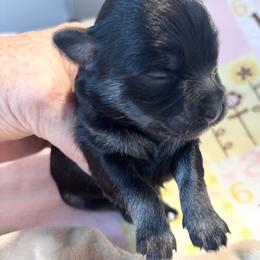 Black and tan female - Black and tan female Havanese puppy in East Lansing, Michigan from VanCort's Happy Havanese
