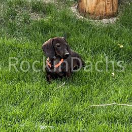 Mousse - Dachshund puppy from Rockindachs