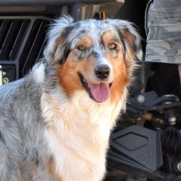 Vivian - Australian Shepherd