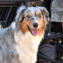 Vivian - Australian Shepherd