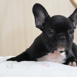 Pocahontas - Brindle and white French Bulldog puppy in Lawrenceville, Georgia from Frenchie Nation LLC