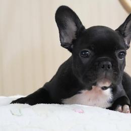 Pocahontas - Brindle and white French Bulldog puppy in Lawrenceville, Georgia from Frenchie Nation LLC