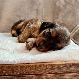 Rowan - Red male Dachshund puppy in Franklin, Tennessee from Wendy's Weenies
