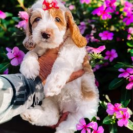 Sachiko - Parti female Goldendoodle puppy in Lakeland, Florida from Nozomi Farms