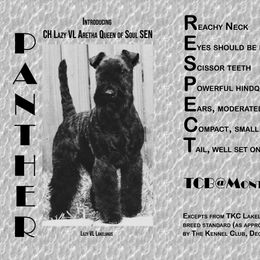 Giant Schnauzer and Lakeland Terrier Puppies from Lazy VL Lakelands