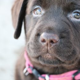 Girl 3 - Labrador Retriever puppy from Canyon Labradors
