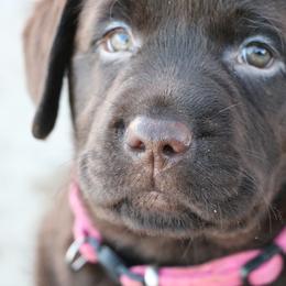 Girl 3 - Labrador Retriever puppy from Canyon Labradors