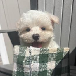 Muffin - White male Maltese puppy in Utica, Ohio from Poodle Me Crazy