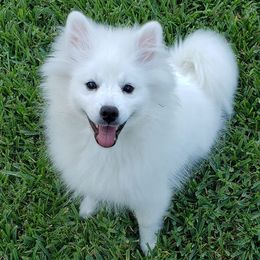 American Eskimo Dogs from Flying Cloud American Eskimos