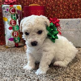 Bichon Frise Puppies from Peg's Bichons