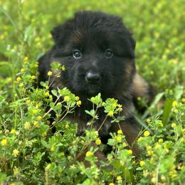 German Shepherd Puppies from Vom Hausgladfel