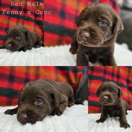 Red Collar - Chocolate male Labrador Retriever puppy in Boyd, Minnesota from Lindley Labradors