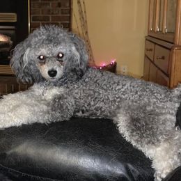 Zeek - Poodle