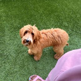 Hulk - Apricot Australian Labradoodle puppy in Houston, Texas from Royal Paws Labradoodles