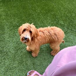 Hulk - Apricot Australian Labradoodle puppy in Houston, Texas from Royal Paws Labradoodles