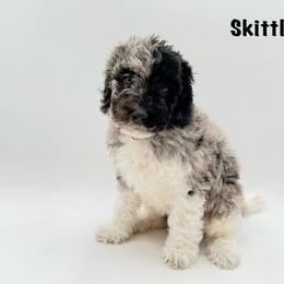 Skittles - Merle female Goldendoodle puppy in Milford, Pennsylvania from Doodles Are Golden