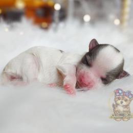 Korean Merle Simea - Merle female Morkie puppy in Barren Springs, Virginia from Seeking Shalom Acres Maltese, Maltipoos & Havamalts