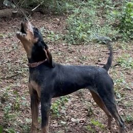 Willow - Bluetick Coonhound
