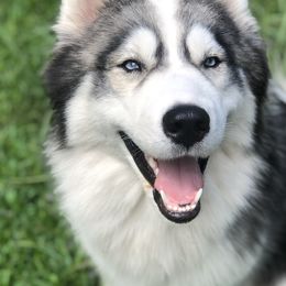 Siberian Huskies from ASH Puppies