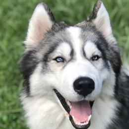 Siberian Huskies from ASH Puppies