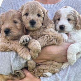 Goldendoodle Puppies from Old Lake Doodles