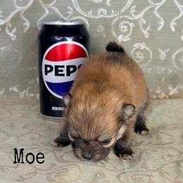 Moe - Red sable male Pomeranian puppy in Lexington, Oklahoma from BooneDox Miniature Dachshunds