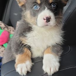 American Corgi and Pembroke Welsh Corgi Puppies from Koko's Kennels