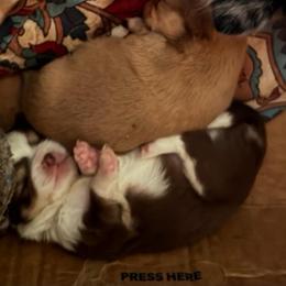 Richie(Happy Days) - Chocolate and white male Chihuahua puppy in Amelia, Virginia from Pannell’s Precious Pups