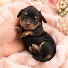 Caroline - Black and tan female Dachshund puppy in Riverton, Wyoming from Wild Rose Ridge Doxies