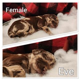 Aussiedoodle Puppies from Woodfield Doodle Farm