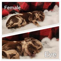 Aussiedoodle Puppies from Woodfield Doodle Farm