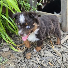 Buzzy - Red tri male Miniature Australian Shepherd puppy in Paris, Texas from Blue Envy Mini Aussies