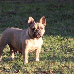 Toki - French Bulldog