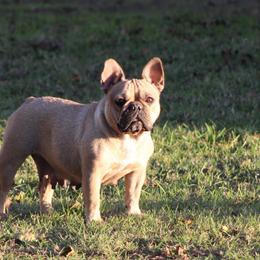 Toki - French Bulldog