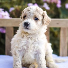 Butterscotch - Red female Bernedoodle puppy in Crete, Nebraska from Doodles & Co