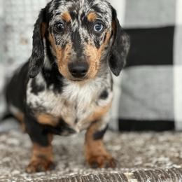 Roxy Rose - Dachshund
