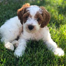 Goldendoodle Puppies from Mumzee Doodles