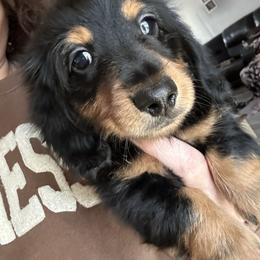 Rudolph - Black and tan male Dachshund puppy in Mascot, Tennessee from Magnolia Pearl Dachshunds