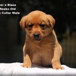 Black collar male - Yellow male Labrador Retriever puppy in Huntington, Texas from Soggy Bottom Retrievers