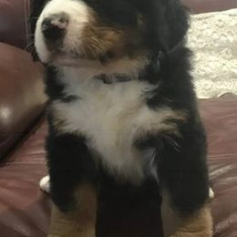 Bernese Mountain Dogs from Van Amburgh Family Farm - Bernese Mountain Dogs