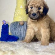 Benny - Cream Whoodle puppy in Wisconsin Rapids, Wisconsin from Whoodles of the Valley