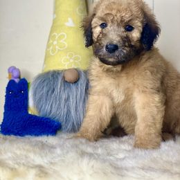 Benny - Cream Whoodle puppy in Wisconsin Rapids, Wisconsin from Whoodles of the Valley