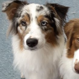 Aussiedoodles and Australian Shepherds from Branch Creek kennels