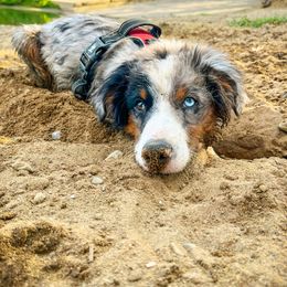 Miniature American Shepherd and Miniature Australian Shepherd Puppies from Whiskeytown Aussies