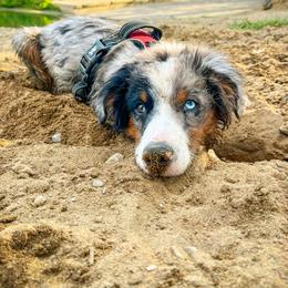 Miniature American Shepherd and Miniature Australian Shepherd Puppies from Whiskeytown Aussies