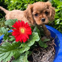 Ruby - Ruby female Cavalier King Charles Spaniel puppy in Gainesville, Georgia from Cavaliers of Chestatee