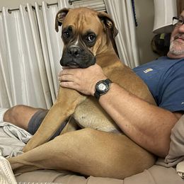 Ryder - Boxer