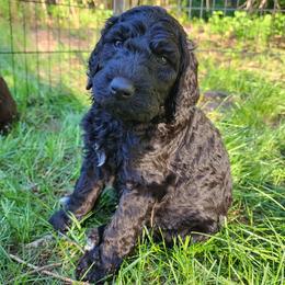 Licorice - Black male Poodle puppy in Clayton, Washington from Short Legs & Curly Wags LLC